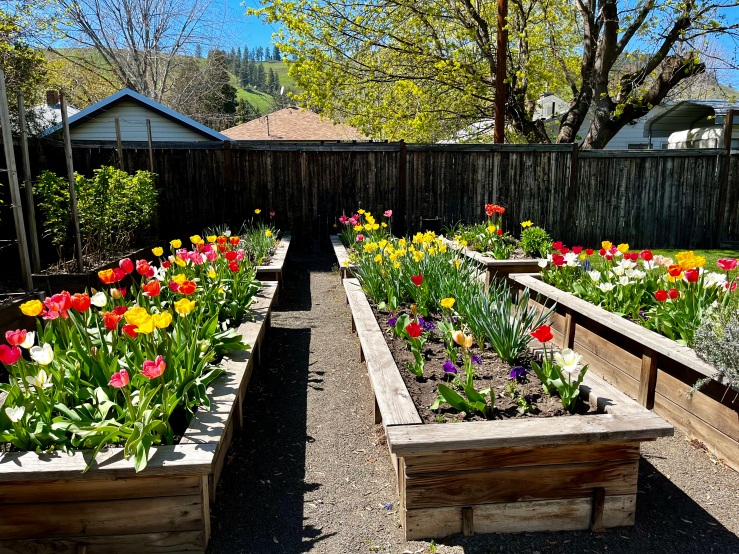 Sunlit raised beds filled with spring flowers, Yellow jonquils, and tulips in red, white, yellow, and pink.
