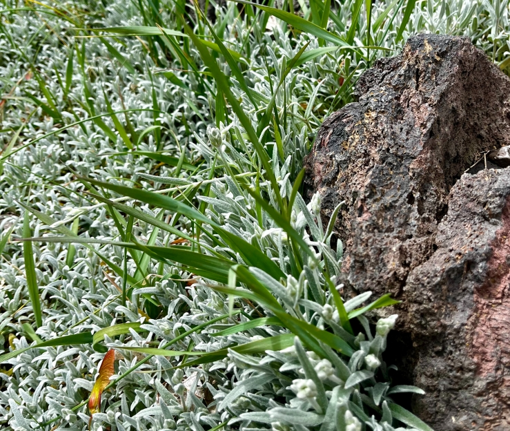 Hearty shoots of green crabgrass growing between red- and brown- mottled lava rocks and gray-green Cerastium.